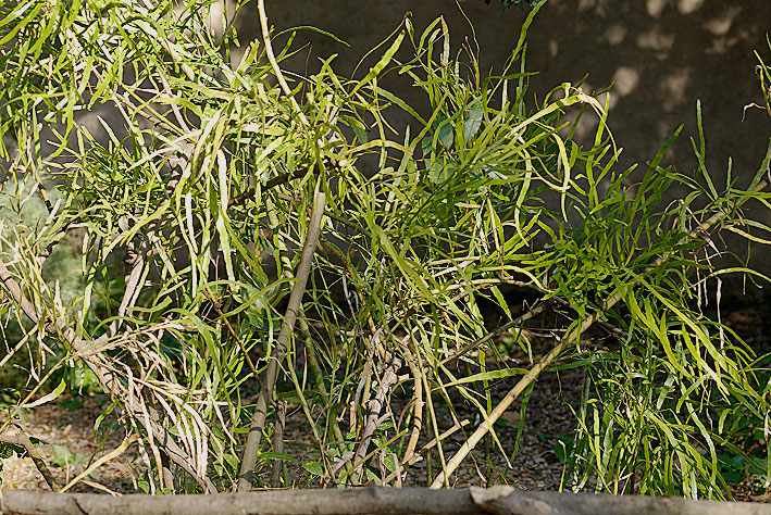 Homalocladium platycladum (pianta coltivata)